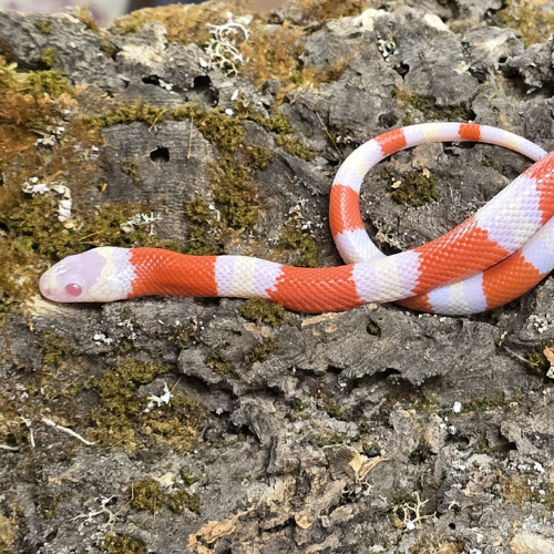 A vibrant orange and white banded milk snake coils gracefully on a textured rock surface covered with patches of green moss, conveying a serene setting.