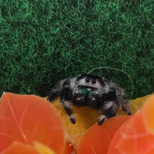 A fuzzy black and white spider with bright blue eyes stands on a green surface, surrounded by orange leaves, conveying curiosity and alertness.