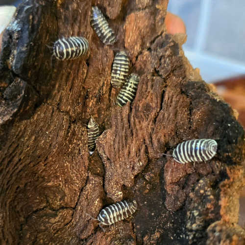 Several small, striped pill bugs crawl on a rough, textured piece of dark-brown bark indoors, conveying a sense of natural exploration.