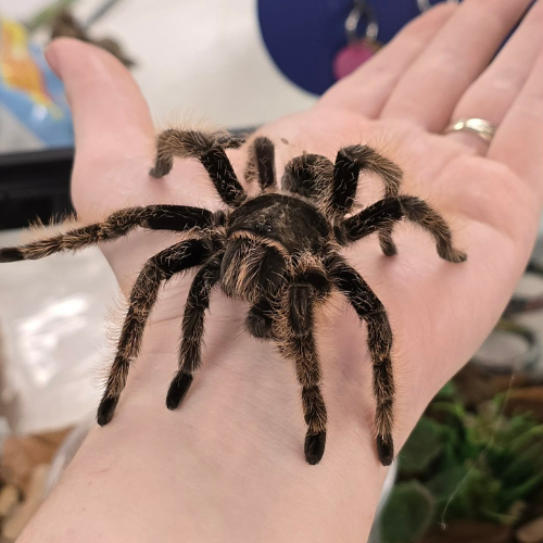 A large, hairy tarantula with striped legs rests calmly on an open palm. The background includes blurred objects, creating a neutral, indoor setting.
