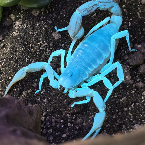A bright blue scorpion glows under ultraviolet light, set against dark soil and rocks. The scene has a surreal, otherworldly tone.