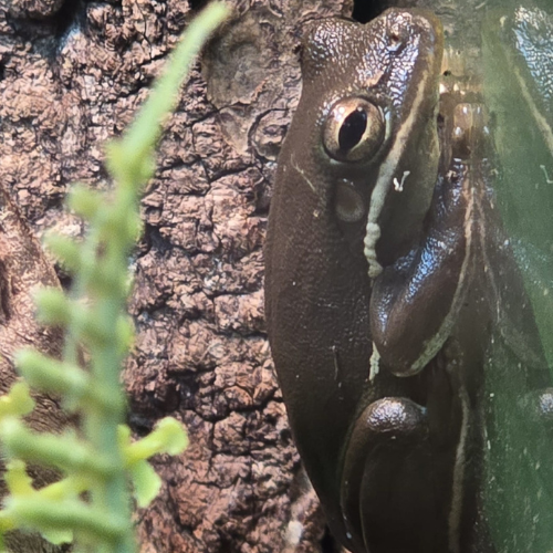 Close-up of a brown frog clinging to a rough tree bark. The frog's eyes are wide open, and a blurry green plant is visible in the foreground.