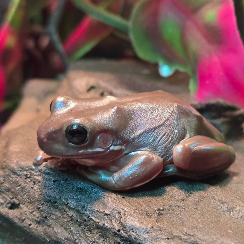 Shiny brown frog with a smooth texture sits on a rock, surrounded by blurred pink and green foliage, creating a serene and natural atmosphere.
