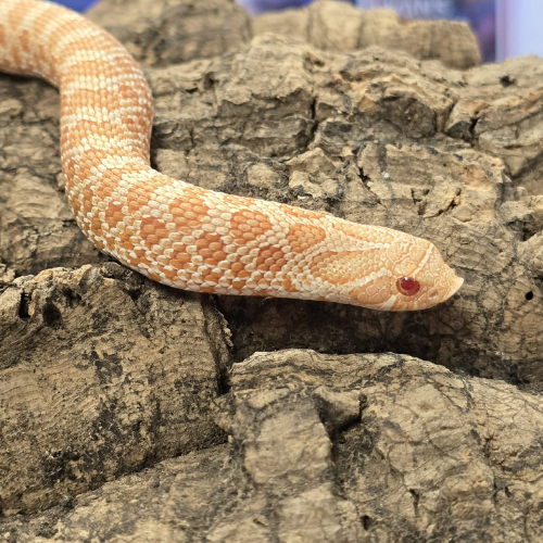 A creamy, orange-patterned snake with red eyes slithers across a textured rock surface, conveying a sense of stealth and curiosity.