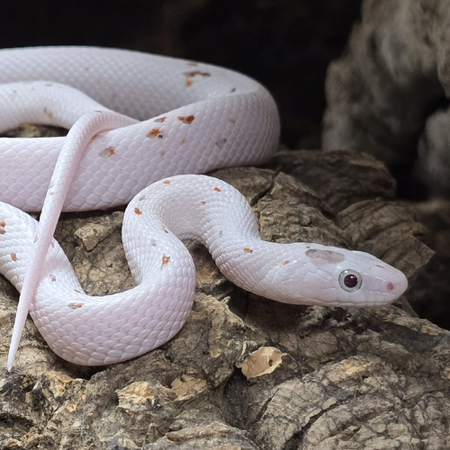 A white snake with light brown spots is coiled gracefully on a textured rock surface, creating a calm and gentle atmosphere.