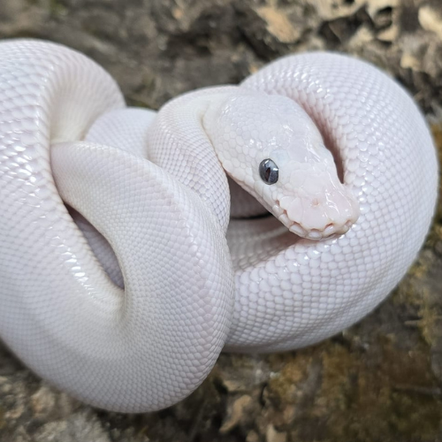 A close-up of a coiled, white ball python with smooth scales. The snake has dark eyes and is resting on a textured, earthy background.