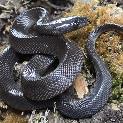 A shiny black snake coiled on mossy ground, displaying its smooth scales and raised head. The scene conveys a sense of caution and alertness.
