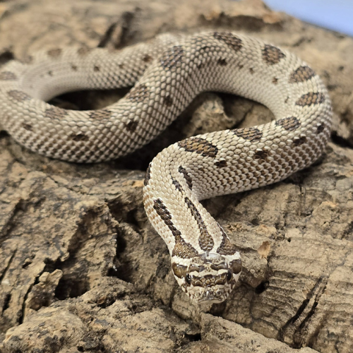 A coiled sand boa with a textured, spotted pattern rests on rough bark. The snake's head is slightly raised, giving an alert and calm appearance.