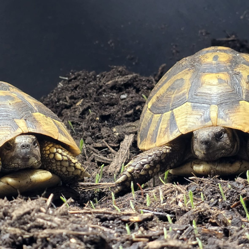 Two tortoises rest on dark soil, surrounded by small green sprouts. Their textured shells are prominent, creating a peaceful, natural scene.