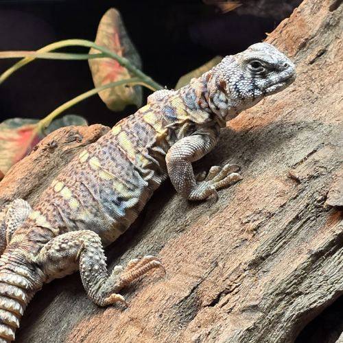 Lizard resting on a textured log, displaying a pattern of brown and cream scales. Background includes green leaves. Calm and natural scene.