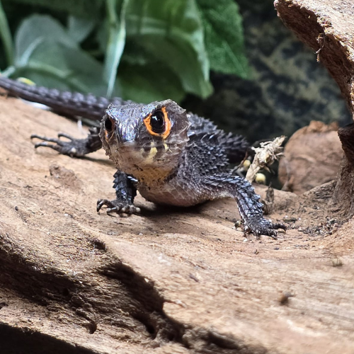 A small reptile with striking orange-ringed eyes and textured skin sits on a log. The background is lush with green foliage, creating a natural setting.