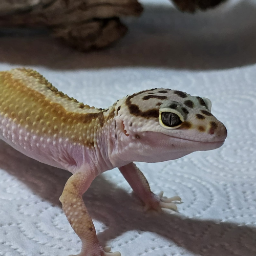 A leopard gecko with spotted skin and a yellow and tan body stands on a white textured surface. The lighting casts a soft shadow, giving a calm impression.