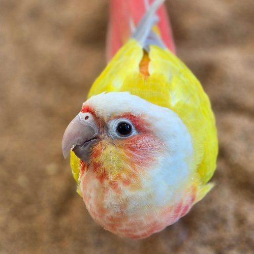 Close-up of a colorful parrot with a vibrant yellow body, red and white face, and bright red tail, standing on a sandy surface, appearing curious.