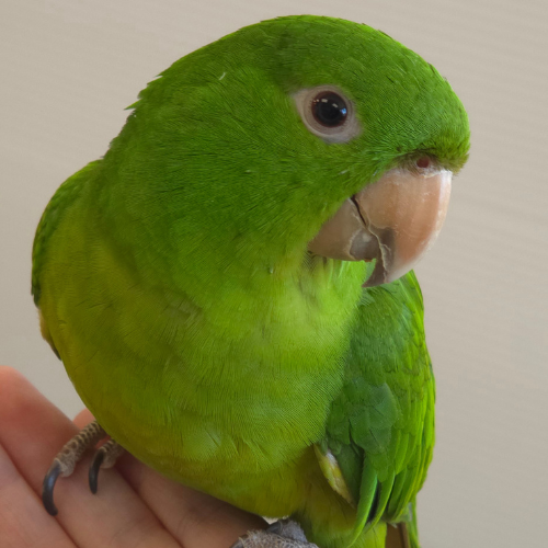 Chucky Mexican Green Conure