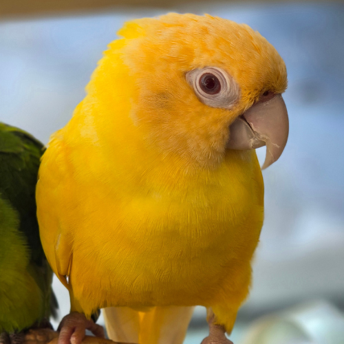 A vibrant yellow parrot with a curious expression perches indoors. Its feathers are bright and smooth, against a soft, blurred background.