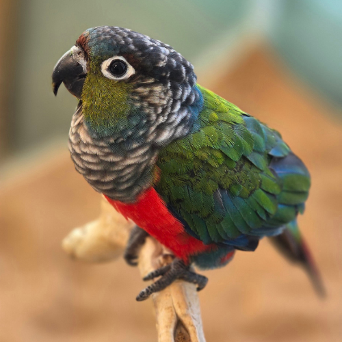 A colorful parrot with vibrant green, red, and blue feathers sits alertly on a branch. Its expression is curious, set against a soft, blurred background.