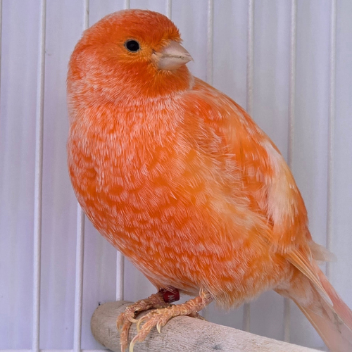 Vibrant orange canary perched on a wooden branch inside a white wire cage, looking content and alert. The background is softly blurred.