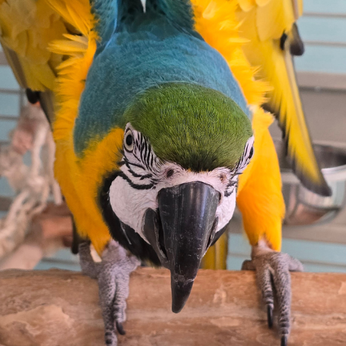 A vibrant blue and yellow macaw with a green head and striking black-and-white facial markings perches on a branch, gazing intently at the camera.