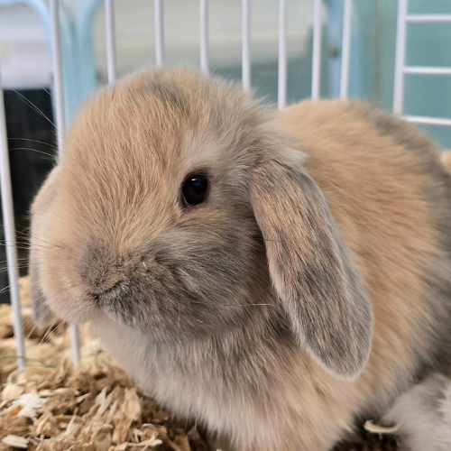 A fluffy, light brown lop-eared rabbit sits in a cage, surrounded by wood shavings. The rabbit's gentle expression conveys warmth and curiosity.