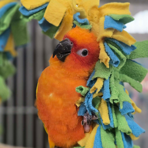 Vibrant orange parrot nestled in colorful, soft fabric strips of yellow, blue, and green. The bird appears calm and content, with a gentle expression.