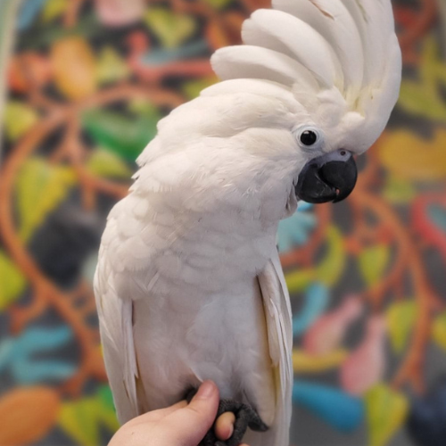 A white cockatoo with a raised crest perched on a hand, set against a colorful, blurry background of leaves and branches, evoking a lively mood.