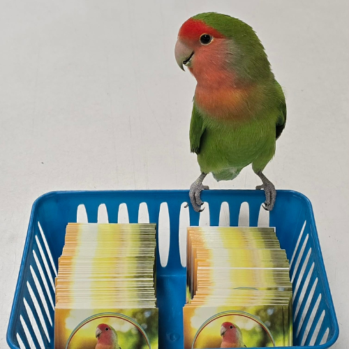 A colorful lovebird with green and peach feathers stands on a blue basket filled with cards featuring its own image, creating a cute, playful scene.