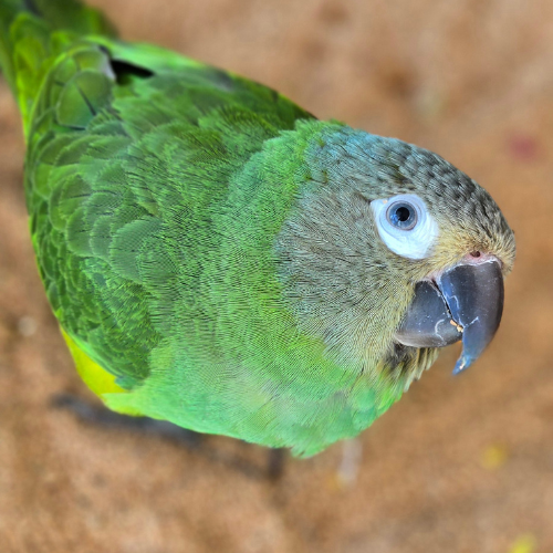 A vibrant green parrot with a blue-ringed eye and a dark beak stands alert on a sandy background, conveying curiosity and liveliness.
