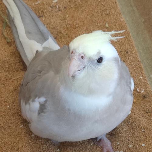 Cockatiels