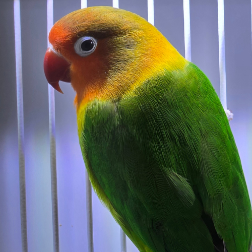 A vibrant green and yellow lovebird with an orange face and red beak perched inside a cage, looking sideways. The bars are softly lit, creating a serene tone.