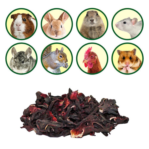 Exotic Nutrition Hibiscus Flower Treat