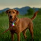 Nite Ize SpotLit® Rechargeable Collar Light - Disc-O Tech™