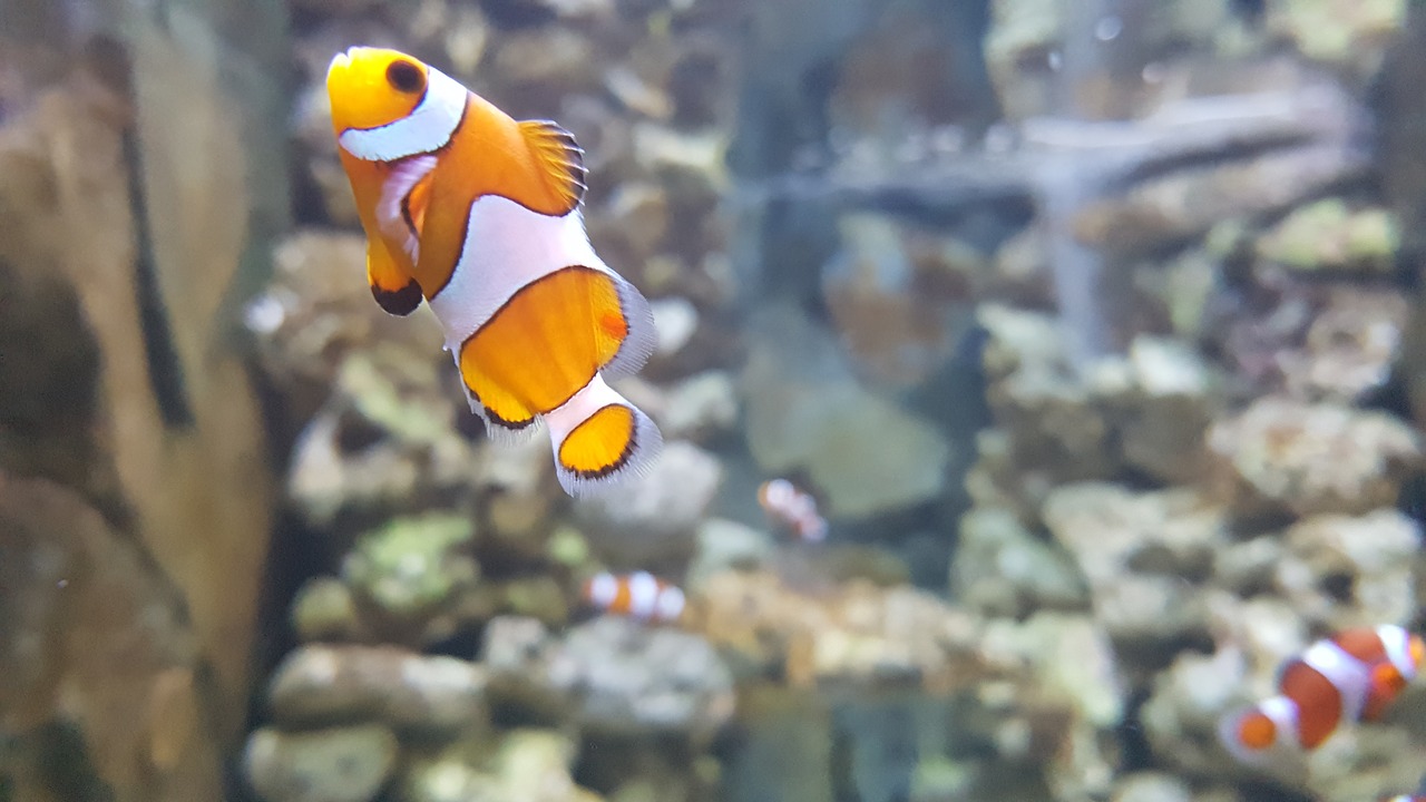 nemo, clownfish, aquarium