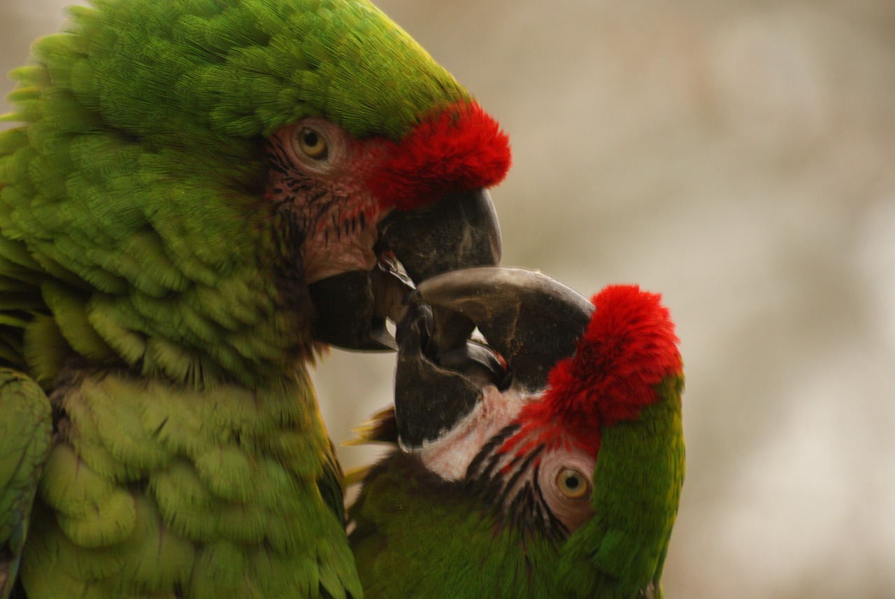 puffins, love, red